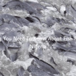 Everything You Need To Know About Fish Farming In Nigeria featured image