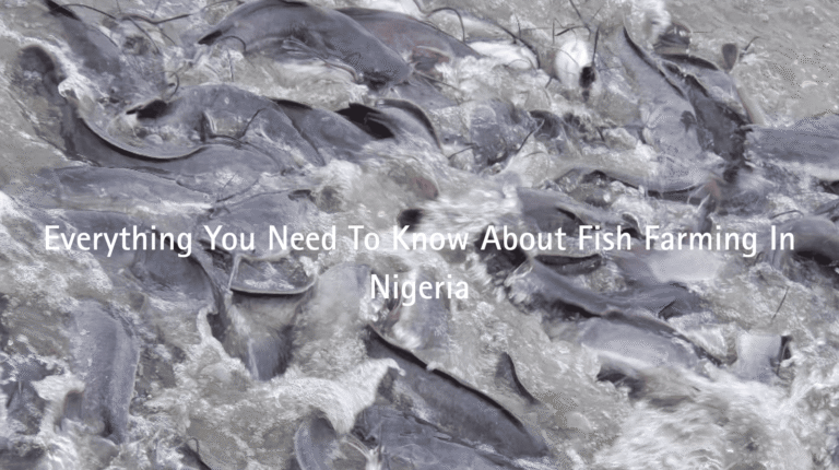 Everything You Need To Know About Fish Farming In Nigeria featured image