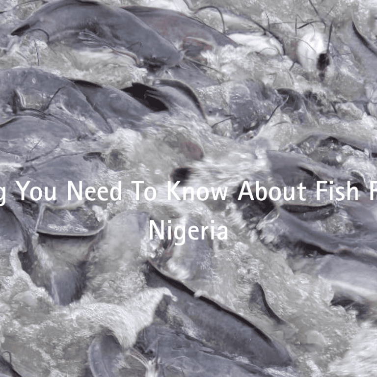 Everything You Need To Know About Fish Farming In Nigeria featured image
